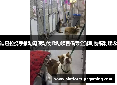 迪巴拉携手推动流浪动物救助项目倡导全球动物福利理念